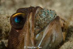 Jawfish with Eggs by Stephen Tan 